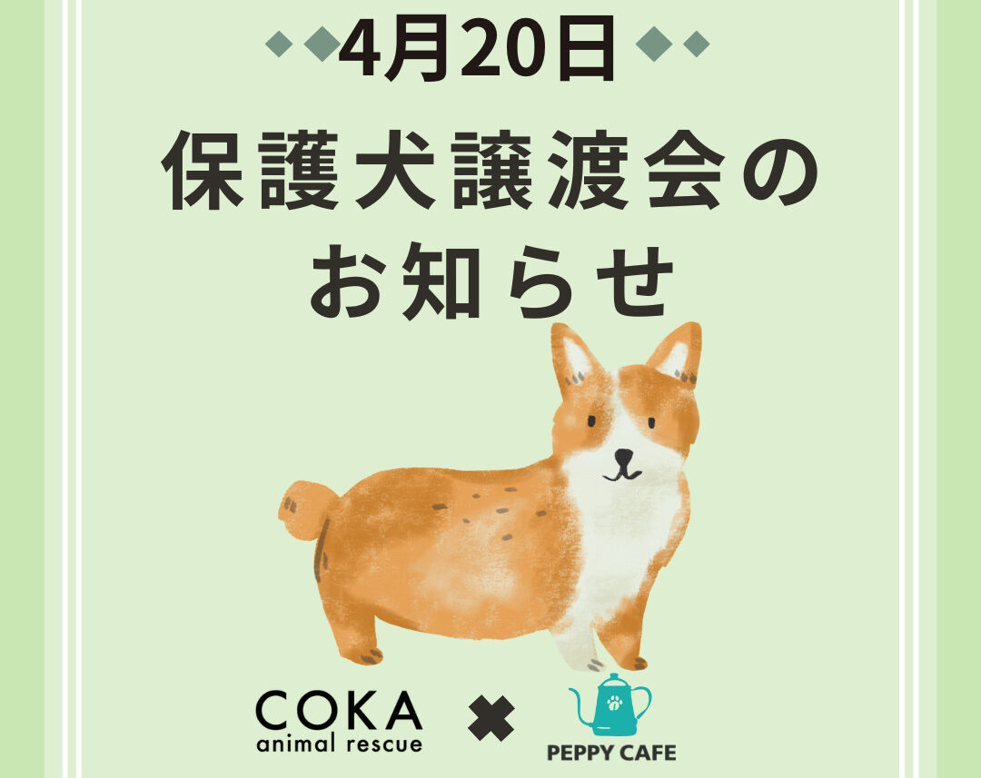 犬好きさま専用　リピート割引 PEPPY CAFE - 4/20(日) 保護いぬ譲渡会開催します（COKA animal rescue