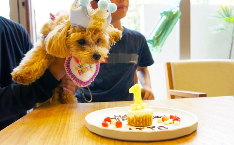 誕生日プランのイメージ画像