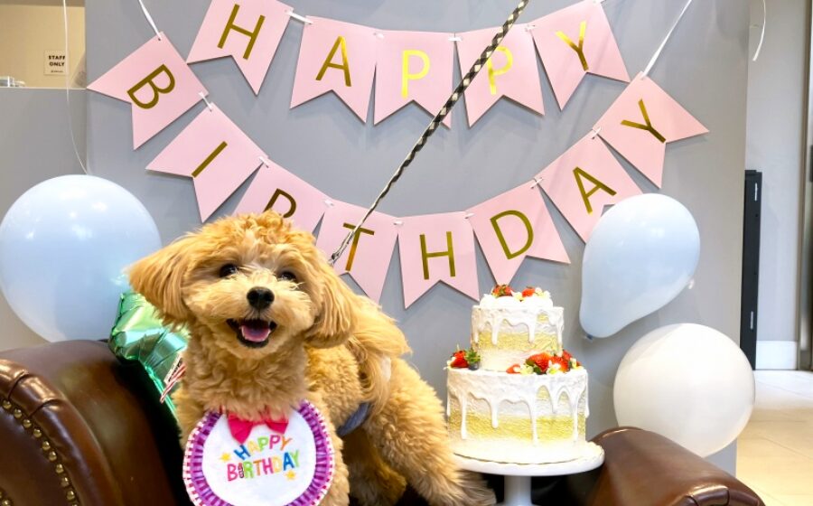 誕生日プランのイメージ画像